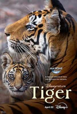老虎 Tiger