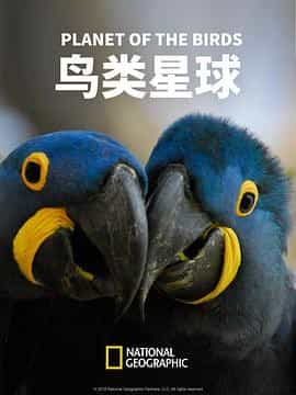 鸟类星球 Planet of The Birds