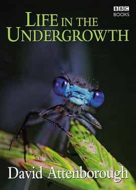 灌丛下的生命 Life in the Undergrowth